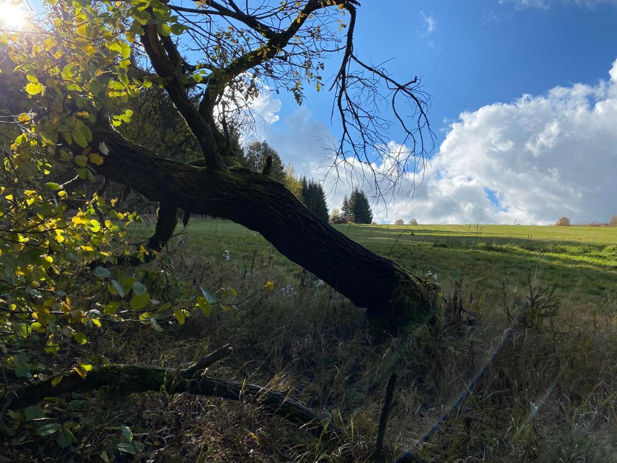 Zur Bergwiese 5 Sterne Appartementhaus Furstenau  Ruang foto